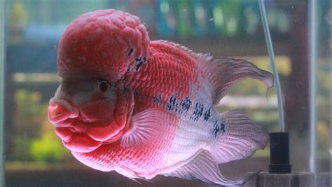 花羅漢飼養|羅漢魚飼養方法及注意要點 – 寵物百科